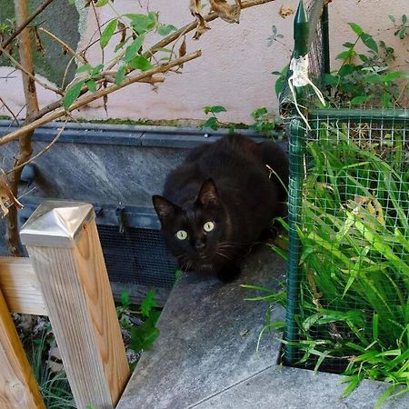 Un Insospettabile Angolo Verde In Citta Lägenhet Milano Exteriör bild